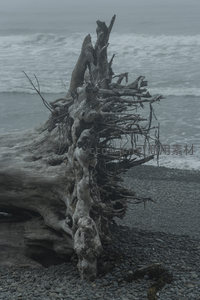 风蚀巨木立滩，海浪拍岸如歌