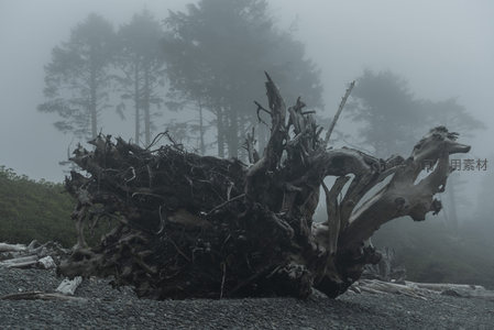 雾中巨木横陈，林影隐现如幻