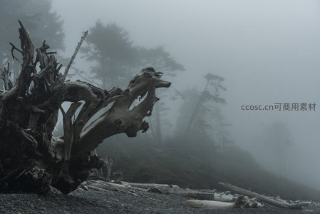 雾霭深林前，枯木如龙盘踞