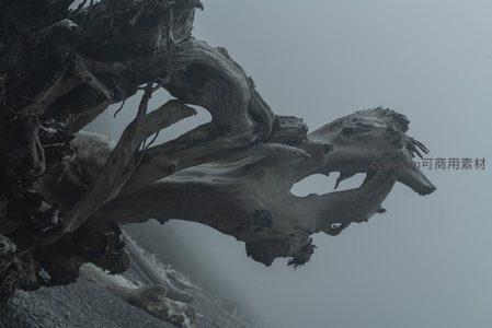 巨木枝干如翼，伸向苍茫雾海