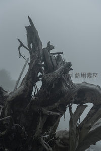 雾中枯木，沧桑岁月的静默见证