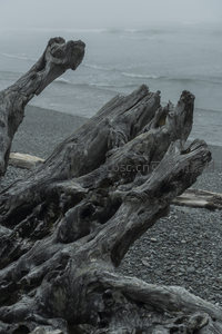 海滩巨木，海浪轻抚的古老遗骸
