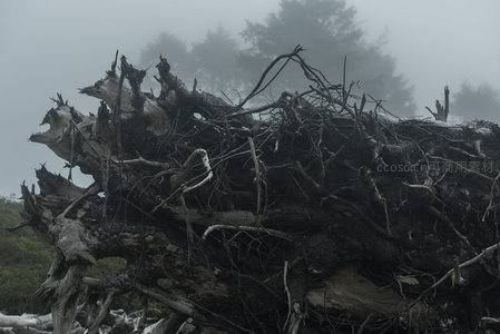迷雾森林，枯木堆叠如远古遗迹