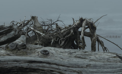 海岸枯枝，灰暗天幕下的生命残章