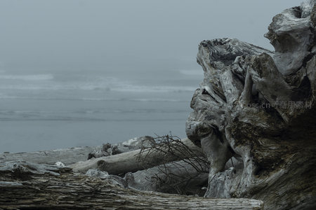 礁石之畔，风化巨木凝望无垠海面