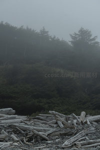 雾锁海岸，枯木静卧礁石滩