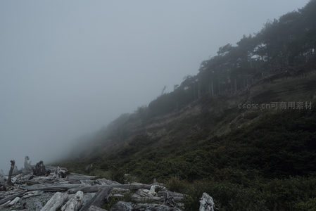 山崖迷雾中，枯木与绿植共生