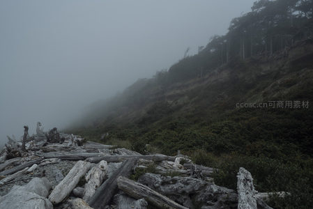 雾海茫茫，海岸枯木诉说沧桑