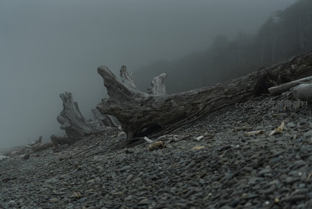 低角度特写，雾中枯木根须盘错