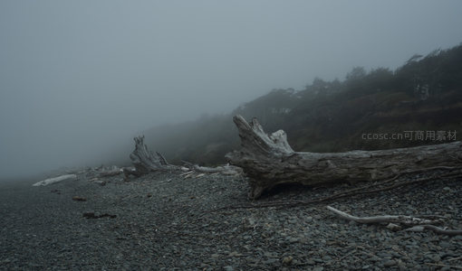雾霭沉沉，巨木静卧灰石滩