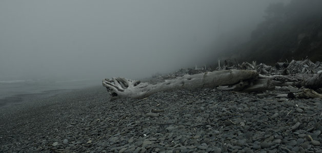 雾中海岸枯木静卧卵石滩