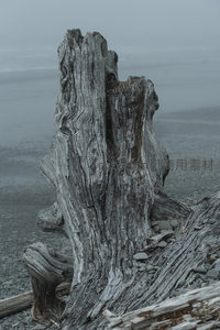 风化树桩特写纹理清晰