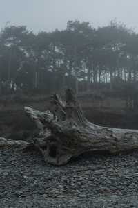 雾林掩映下倒伏枯木群