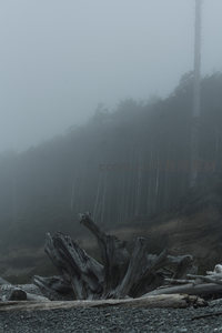 雾锁海岸，枯木静卧石滩之上