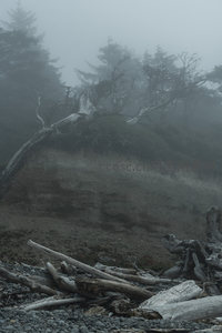 雾中斜坡，倒伏古树与沙土相依