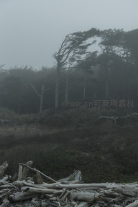 风塑奇树，雾霭中的海岸守护者