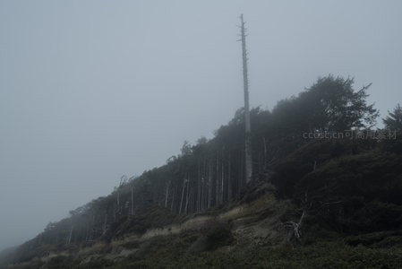 孤峰入云，雾中森林的沉默守望