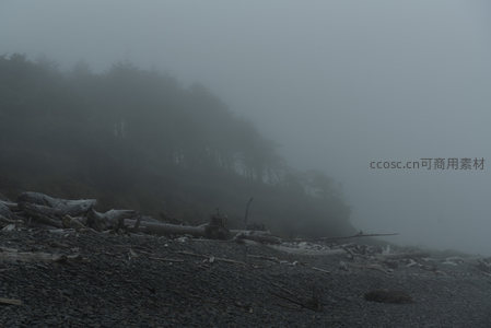 雾中海岸，浮木散落石滩间