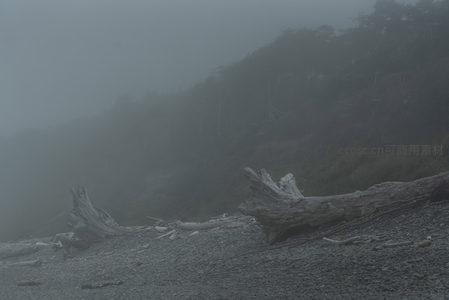 雾霭海滩，巨木横卧诉沧桑