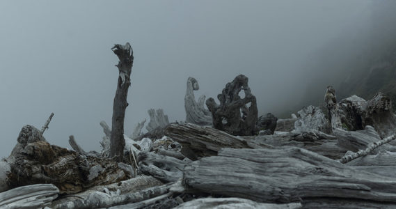 雾中枯木，形态奇异如雕塑
