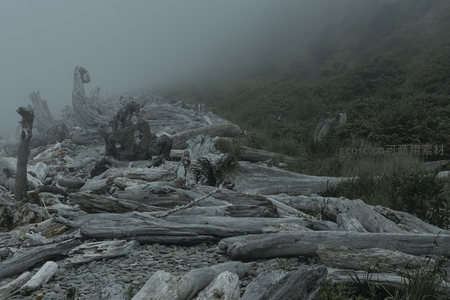 雾锁海岸，枯木静卧石滩之上