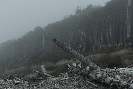 迷雾森林边缘，倒木横陈于砾石滩