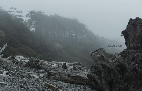 雾中海岸，巨根盘踞石滩如远古遗迹