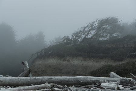 雾霭沉沉，枯枝覆土崖畔显荒芜