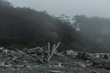 雾海深处，枯木堆叠石滩映苍翠山林