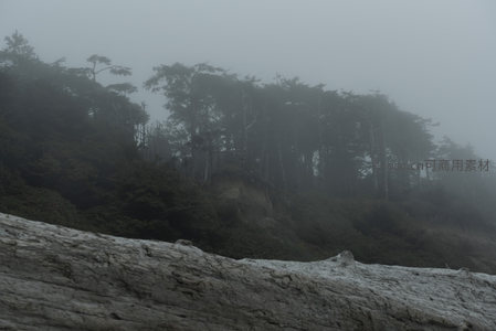 雾中海岸，枯木与森林的静谧对话