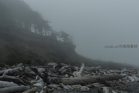 迷雾海滩，漂流木堆成的荒凉诗篇
