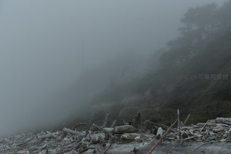 浓雾弥漫，海岸边的枯木与山影朦胧