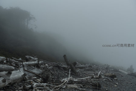 雾锁海岸，枯枝败木铺就的寂静世界