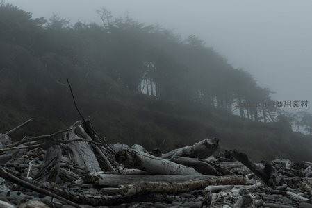 雾中林岸，漂木与树影交织的诗意画卷