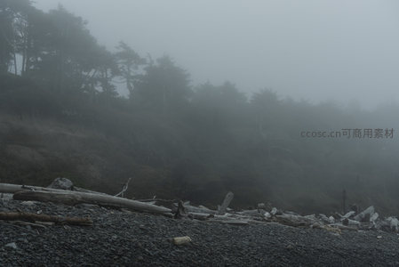 雾锁海岸，枯木静卧石滩之上
