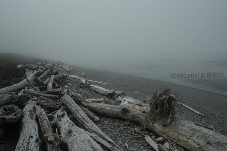 迷雾弥漫，漂木堆积海岸边缘