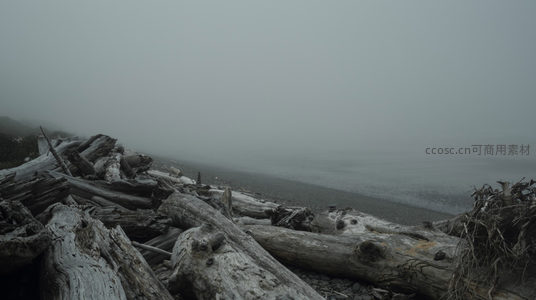 雾中海岸，枯木堆叠如时光遗迹