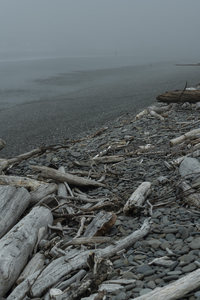 雾霭海岸，碎木散落石子滩涂