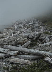 雾中木堆，海岸边的自然雕塑