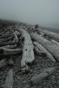 雾中海岸的漂木堆叠成自然雕塑