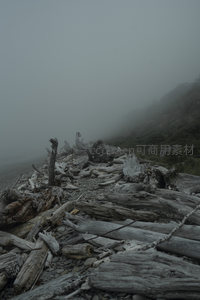 雾霭弥漫的海岸漂木如时光遗骸