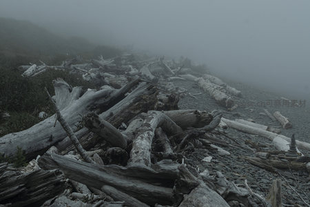 雾中海滩漂木堆如远古战场遗迹