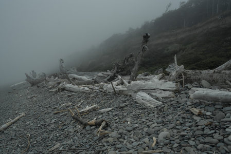 雾中石滩漂木静默如时间之痕
