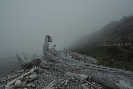雾中海岸枯木，静谧而苍凉