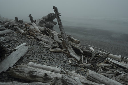 灰调海滩，枯木与雾的交响