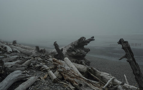 迷雾海岸，巨木如龙卧滩