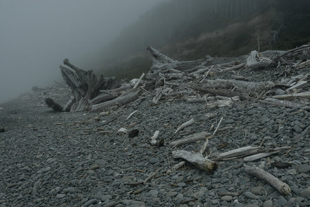 雾中滩涂，枯木成林显沧桑