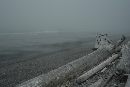 雾中海岸枯木静卧石滩