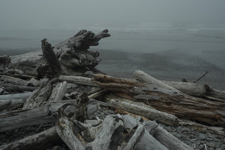雾霭弥漫的海滩枯木群