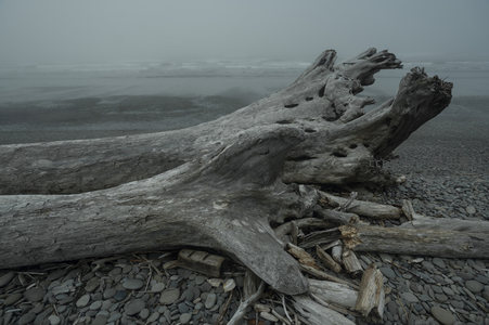 巨木根须伸向迷雾海岸